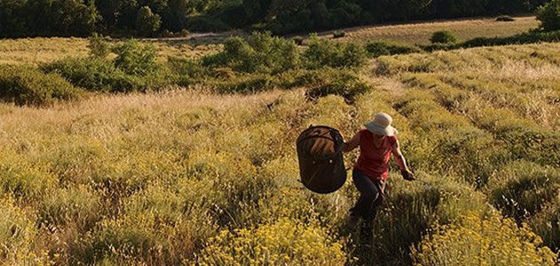 sustainable sourcing l'occitane immortelle fields
